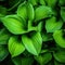 Hosta Leaves Texture Background, Hostas Leaf Nature Pattern, Big Daddy Leaves, Plantain Lilies