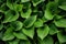 Hosta Leaves Texture Background, Hostas Leaf Nature Pattern, Big Daddy Leaves, Plantain Lilies