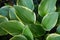 Hosta Patriot plant in the garden. Closeup yellow and green leaves background.