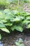 Hosta - Paul\'s Glory