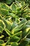 Hosta plant