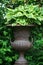 Hosta plant in a giant stone vase