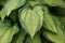 Hosta plant leaf with raindrops