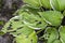 Hosta plant with snail and slug damage