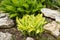 Hosta Plant With Stones Grow In Flowerbed Outdoors In Spring