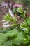 Hosta plantaginea blooming