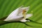 Hosta plantaginea flower