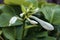 Hosta Plantaginea Grandiflora, selective focus