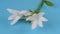 Hosta plantaginea or plantain lilies from the asparagaceae family, white blooming flower on blue. Selective focus.