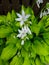 Hosta plantaginea. White Lily. Very expressive smell. White or gray flowers among a huge bush of lime leaves