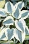 Hosta or plantain lilies with white and green leaves