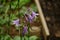 Hosta  Plantain lily  flowers.