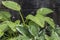 Hosta plants with snail and slug damage