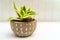 Hosta Potted Green Houseplant