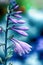 Hosta purple flowers in closeup on blue background. Hostas, plantain lilies plants. Close up of minimalist floral