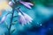 Hosta purple flowers in closeup on blue background. Hostas, plantain lilies plants. Close up of minimalist floral