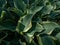 Hosta \\\'Regal Splendor\\\'. Large hosta featuring thick, wavy-undulate, blue-gray leaves with irregular creamy white