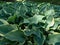 Hosta \\\'Regal Splendor\\\'. Large hosta with thick, wavy-undulate, blue-gray leaves with irregular creamy white to pal
