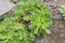 Hosta’s saxifrage Saxifraga hostii ssp. hostii, green rosettes