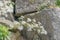 Hosta’s saxifrage Saxifraga hostii ssp. hostii rosette with flowers