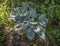 Hosta in shady location with dappled light