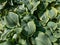 Hosta sieboldiana \\\'Samurai\\\' with huge, thick blue wide green leaves