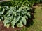 Hosta sieboldiana \\\'Samurai\\\' with huge, thick blue wide green leaves with irregular yellow margins