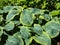 Hosta sieboldiana `Samurai` with huge, thick blue wide green leaves with irregular yellow margins growing in the garden in