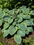 Hosta sieboldiana \\\'Samurai\\\' with thick blue wide green leaves with irregular yellow margins growing in the garden in