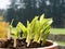 Hosta sprouts emerging in the spring - potted plant