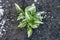 Hosta Striptease, beaten by summer hail