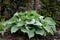 Hosta tardiana Halcyon big green leaves perenial plant shade tolerant white flowers turf bunch