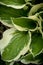 Hosta undulata Green leaves with white edge patterns blooming in garden nature background