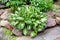 Hosta variegated close-up. Ornamental-leaved plant with green leaves with a white border. The concept of decoration and landscape