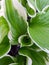 hostas