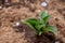 Hostas bush in garden. Young hostas sprouts with small variegated leaves in fertile ground and mulch from bark on sunny