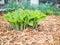 Hostas emerging in spring