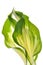 Hostas leaves decoration isolated