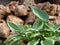 Hostas leaves in the garden