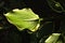 Hostas leaves, illuminated by ray of sunshine, close-up