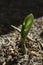 Hostas sprouting in the Spring