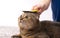 The hostess is combing the fur of a Scottish fold brown cat. Cat grooming, veterinary