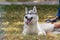 The hostess combs the wool of a beautiful Siberian husky during a morning walk in a city park.