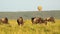 Hot Air Balloon Flight Ride, Flying Over Wildlife and Safari Animals with Wildebeest on the Savanna
