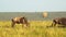 Hot Air Balloon Flight Ride, Flying Over Wildlife and Safari Animals with Wildebeest on the Savanna