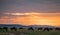 Hot Air Balloon Kenya Landscape Sunrise wildlife Animals Mammals at the savannah grassland wilderness hill shrubs great rift