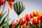 Hot air balloon soaring over a vibrant field of orange and yellow tulips in bloom