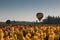 Hot Air Balloons Over Tulip Field