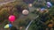 Hot air balloons preparing for takeoff from park at summer sunrise hyperlapse 4k