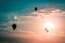 Hot air balloons soaring through the air at sunset in Battle Creek Michigan
